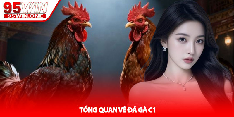 Đá gà C1 - Đỉnh cao đối đầu chiến kê tại 95Win 2 Tổng quan về Đá gà C1