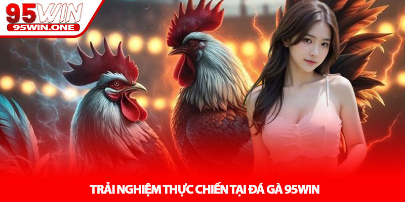 Đá Gà 95Win - Đấu Trường Thực Chiến Hấp Dẫn 3 Trải Nghiệm Thực Chiến Tại Đá Gà 95WIN