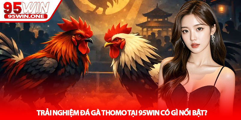 Đá gà Thomo - Trải nghiệm đấu trường đỉnh cao tại 95Win 3 Trải nghiệm Đá gà Thomo tại 95Win có gì nổi bật?