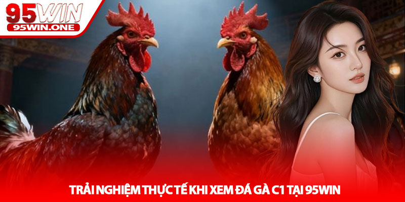 Đá gà C1 - Đỉnh cao đối đầu chiến kê tại 95Win 3 Trải nghiệm thực tế khi xem Đá gà C1 tại 95Win